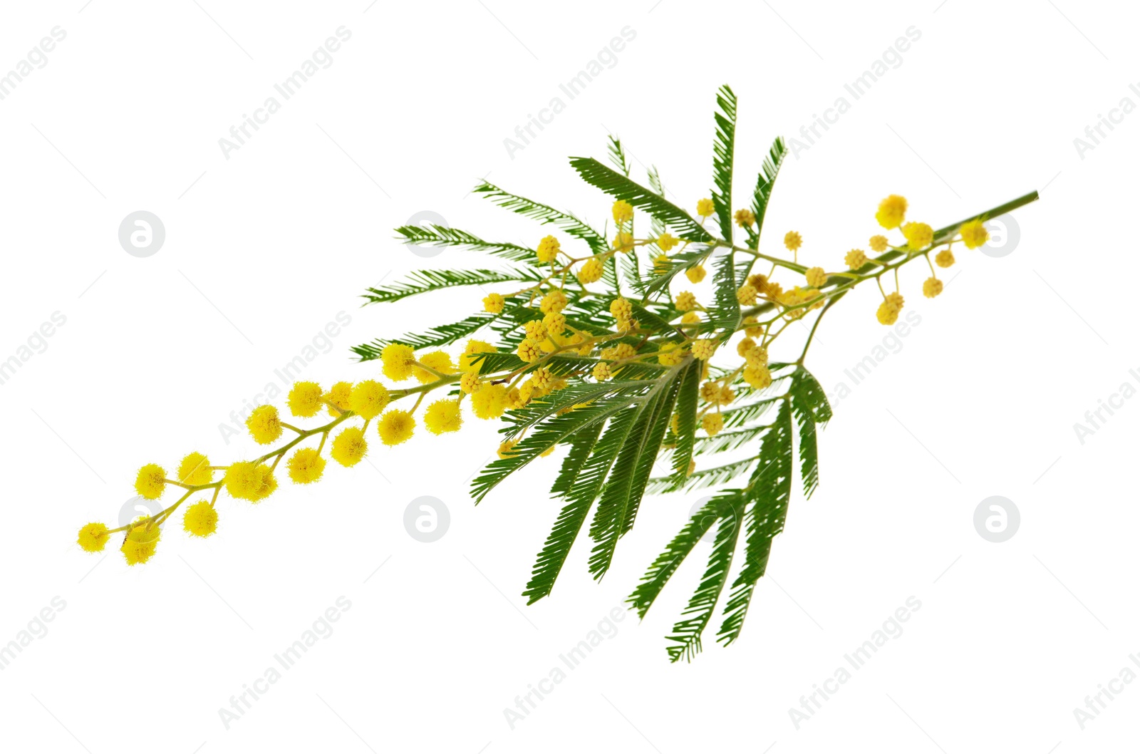 Photo of Beautiful mimosa plant with yellow flowers on white background