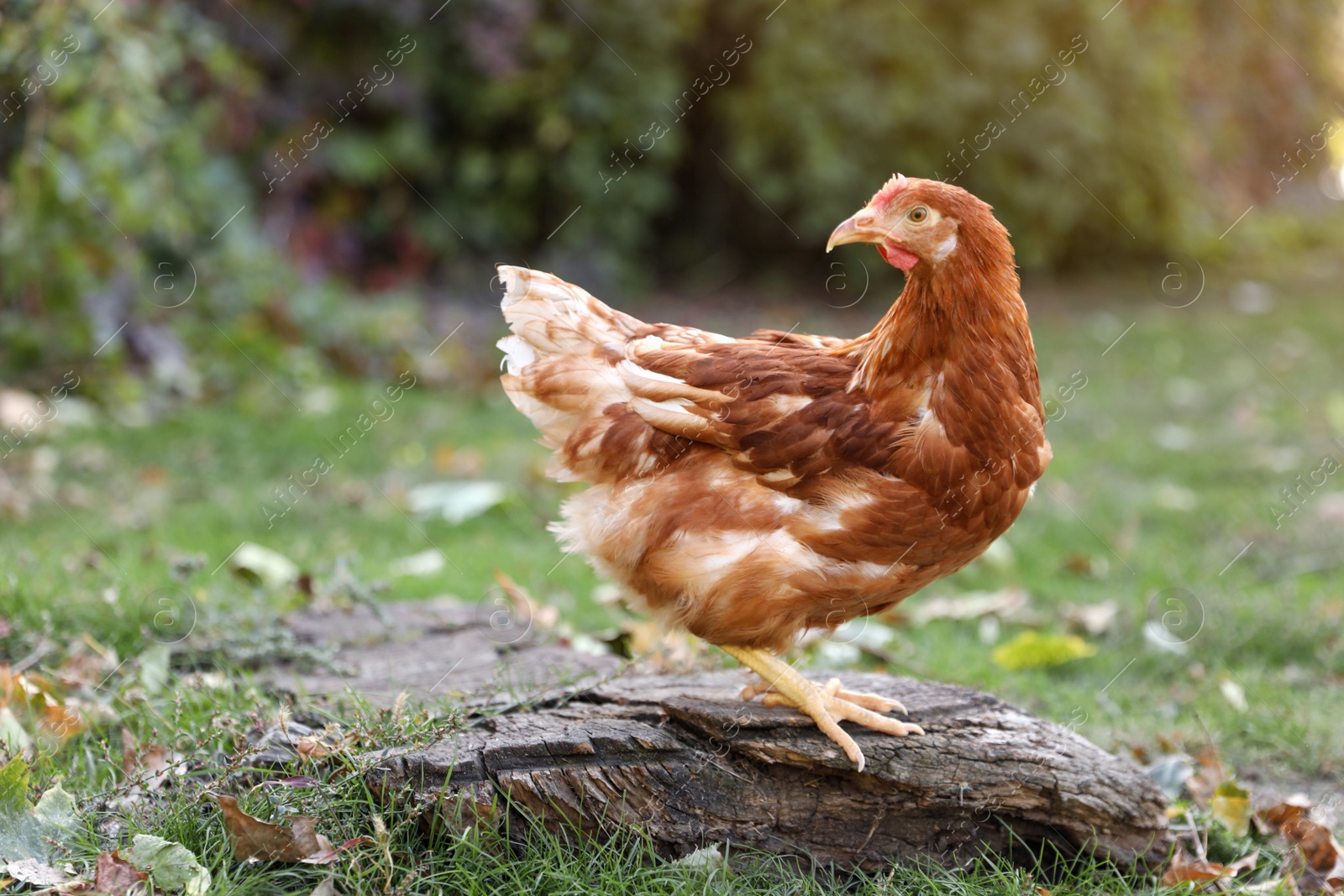Photo of Beautiful chicken in yard on farm. Domestic animal