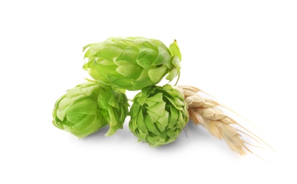 Photo of Fresh green hops and wheat spike on white background. Beer production