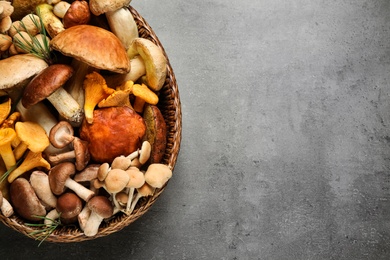 Photo of Different fresh wild mushrooms on grey table, top view. Space for text