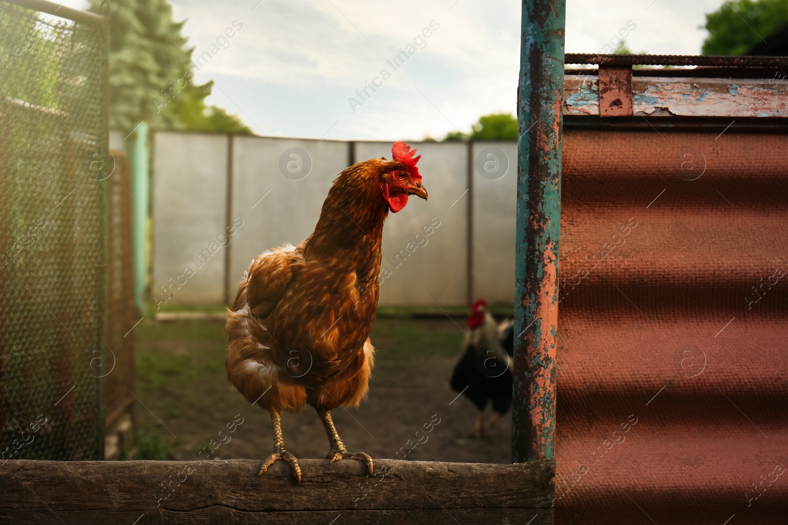 Photo of Beautiful brown hen on wooden fence in farmyard. Free range chicken