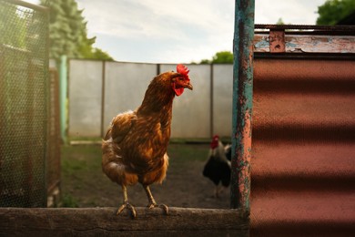 Photo of Beautiful brown hen on wooden fence in farmyard. Free range chicken