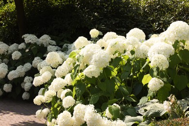 Beautiful hydrangea shrubs with white flowers outdoors