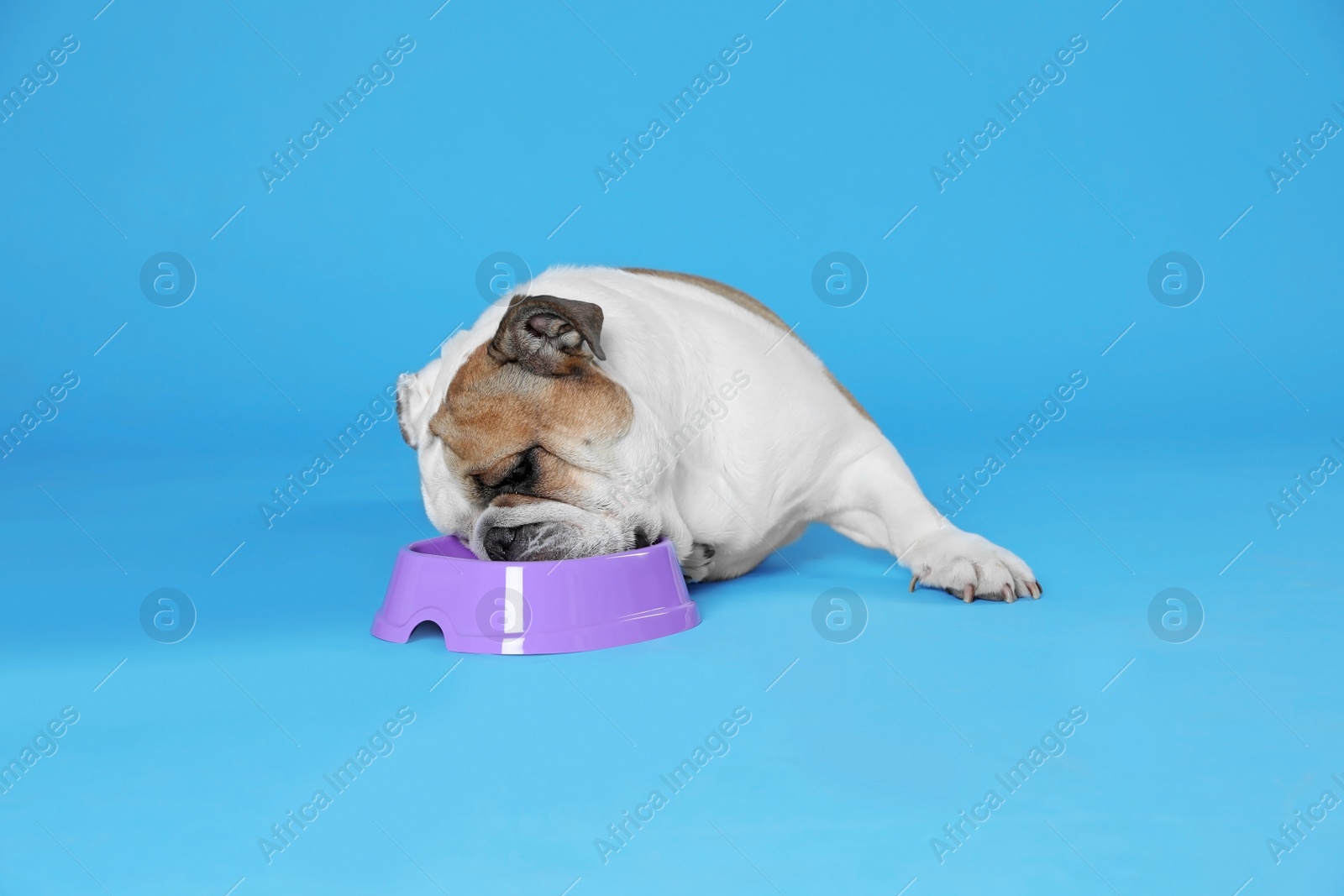 Photo of Adorable funny English bulldog with feeding bowl on light blue background