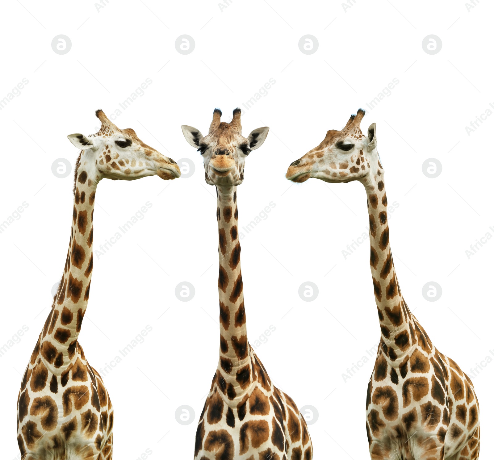 Image of Group of cute giraffes on white background