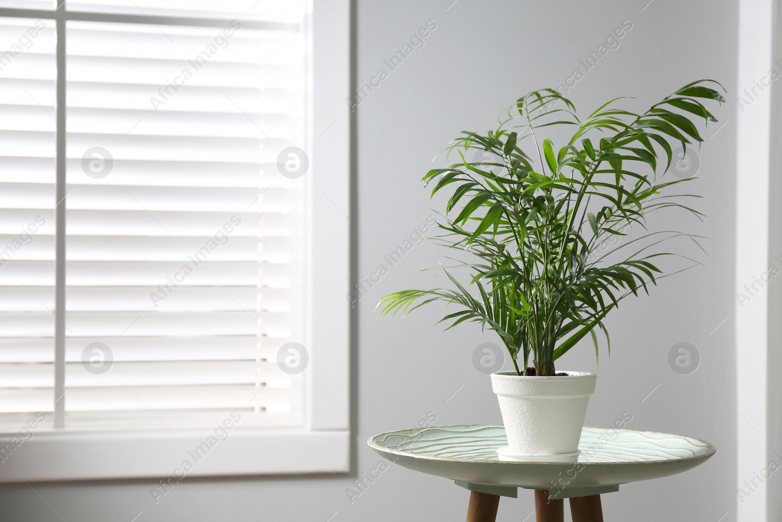 Photo of Beautiful Ravenea rivularis plant in pot on table indoors, space for text. House decor