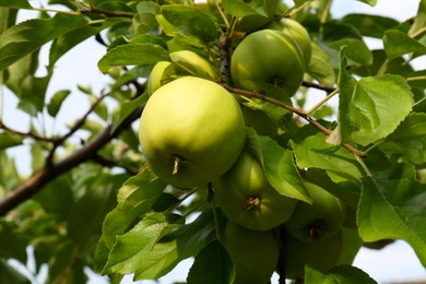 Green apples and leaves on tree branch in garden, low angle view