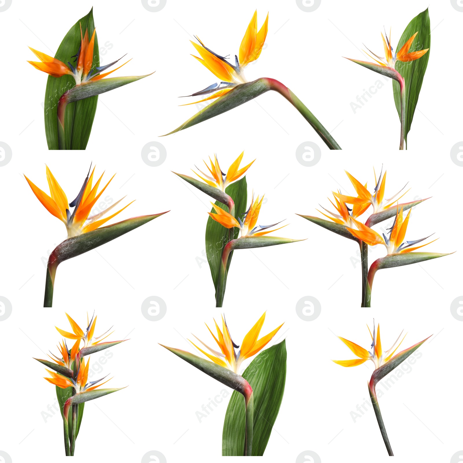 Image of Set with beautiful Bird of Paradise tropical flowers on white background