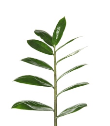 Photo of Branch with fresh green Zamioculcas zamiifolia leaves on white background