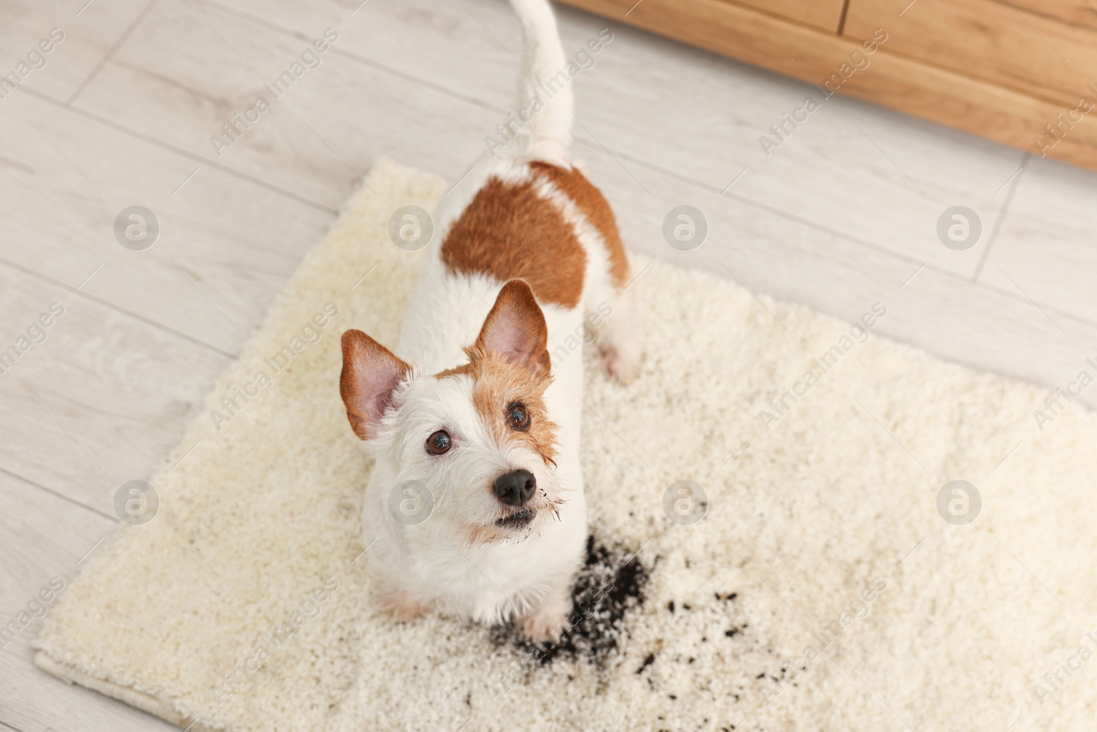 Photo of Cute dog near mud stain on rug indoors, above view