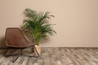 Photo of Wicker chair and home palm tree on floor at beige wall, space for text. Plants in trendy interior design