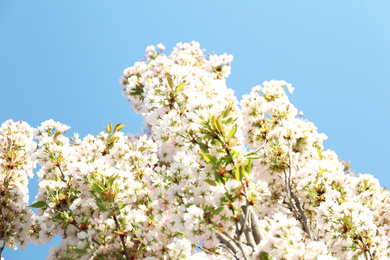 Photo of Blossoming cherry tree, closeup