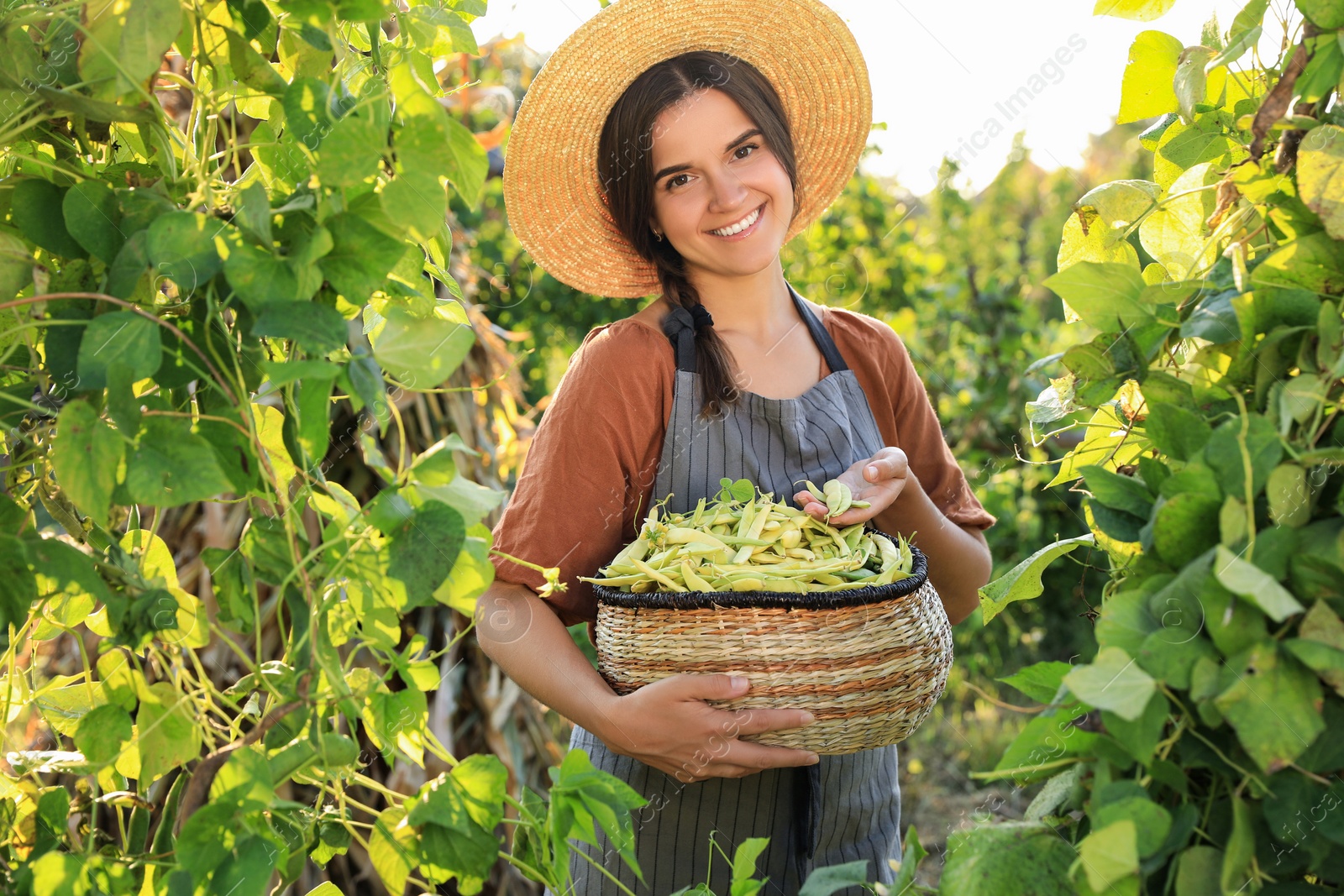 Photo of Young woman harvesting fresh green beans in garden