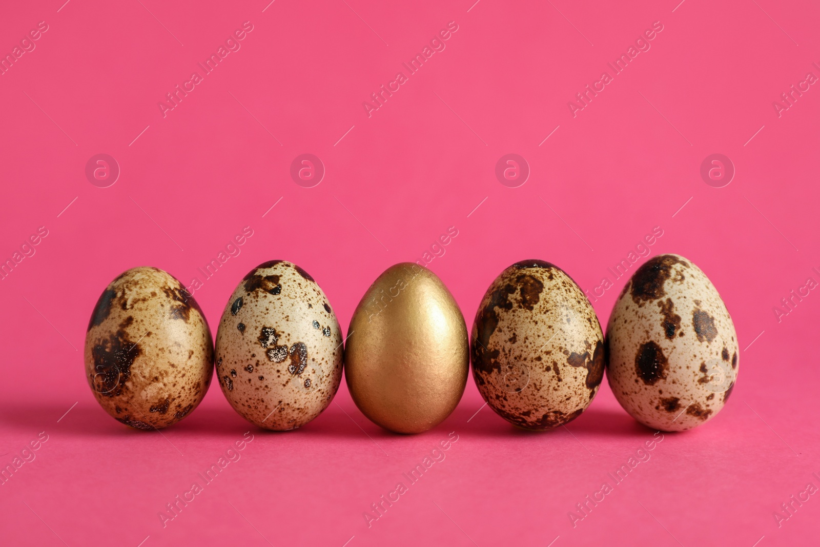 Photo of Golden and ordinary quail eggs on pink background