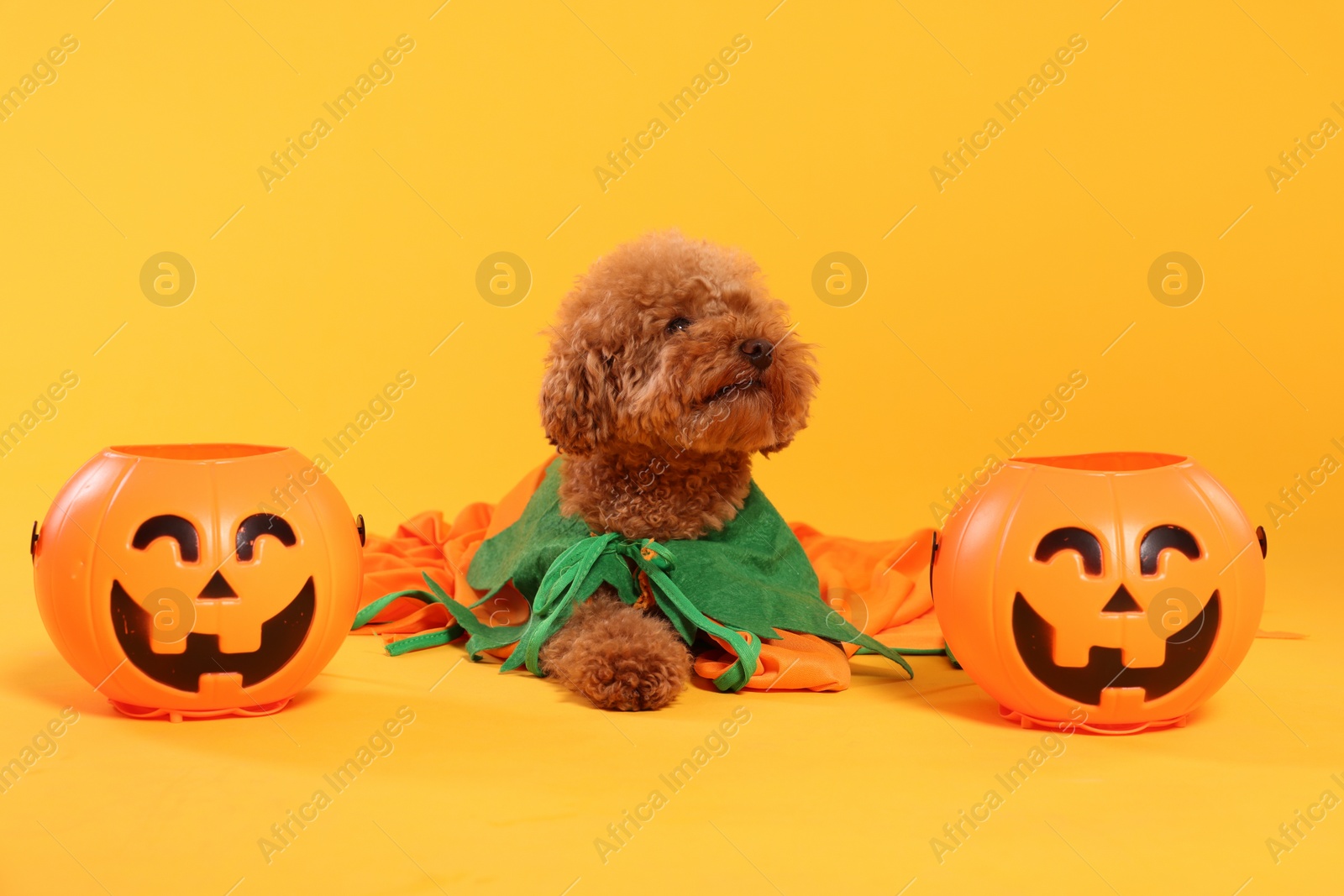 Photo of Happy Halloween. Cute Maltipoo dog dressed in costume and pumpkin treat buckets on orange background