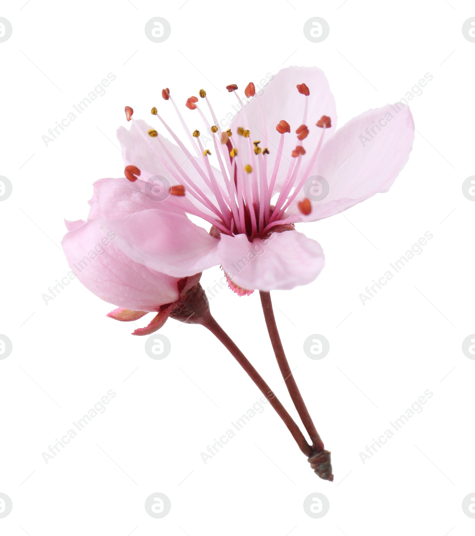 Photo of Beautiful spring tree blossoms isolated on white