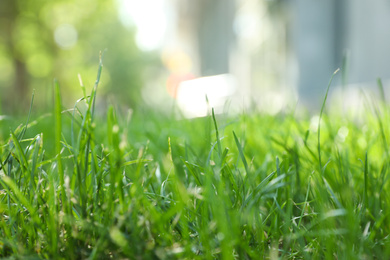 Photo of Green lawn with fresh grass outdoors on sunny day, closeup