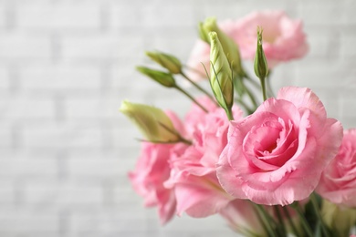 Photo of Eustoma flowers on light background, closeup. Space for text