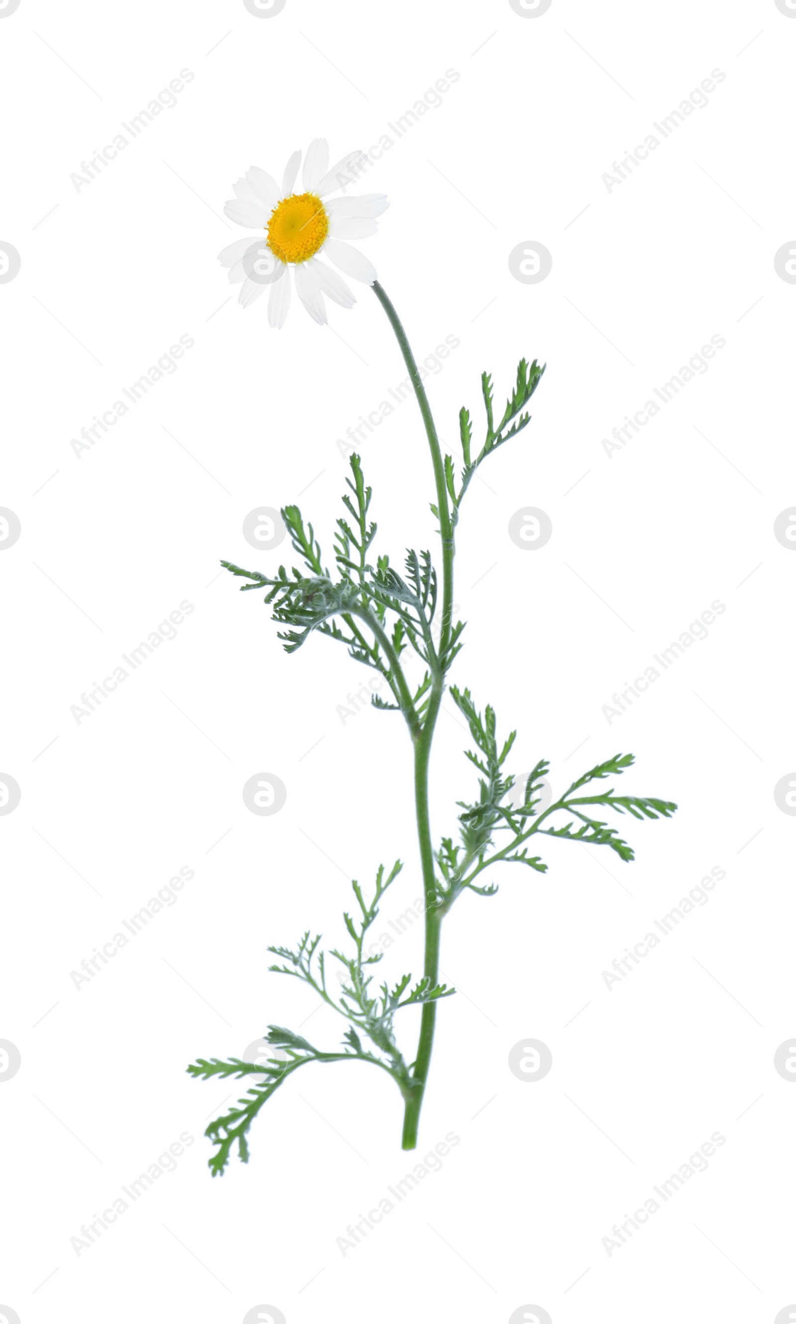 Photo of Blooming chamomile isolated on white. Beautiful flower