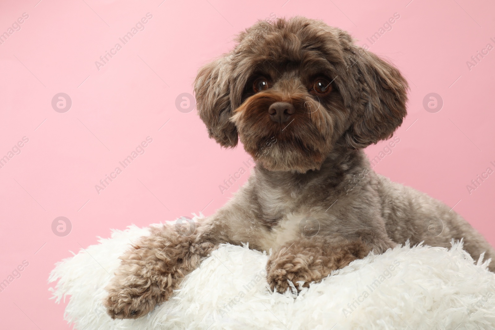 Photo of Cute Maltipoo dog with pillow resting on pink background. Lovely pet