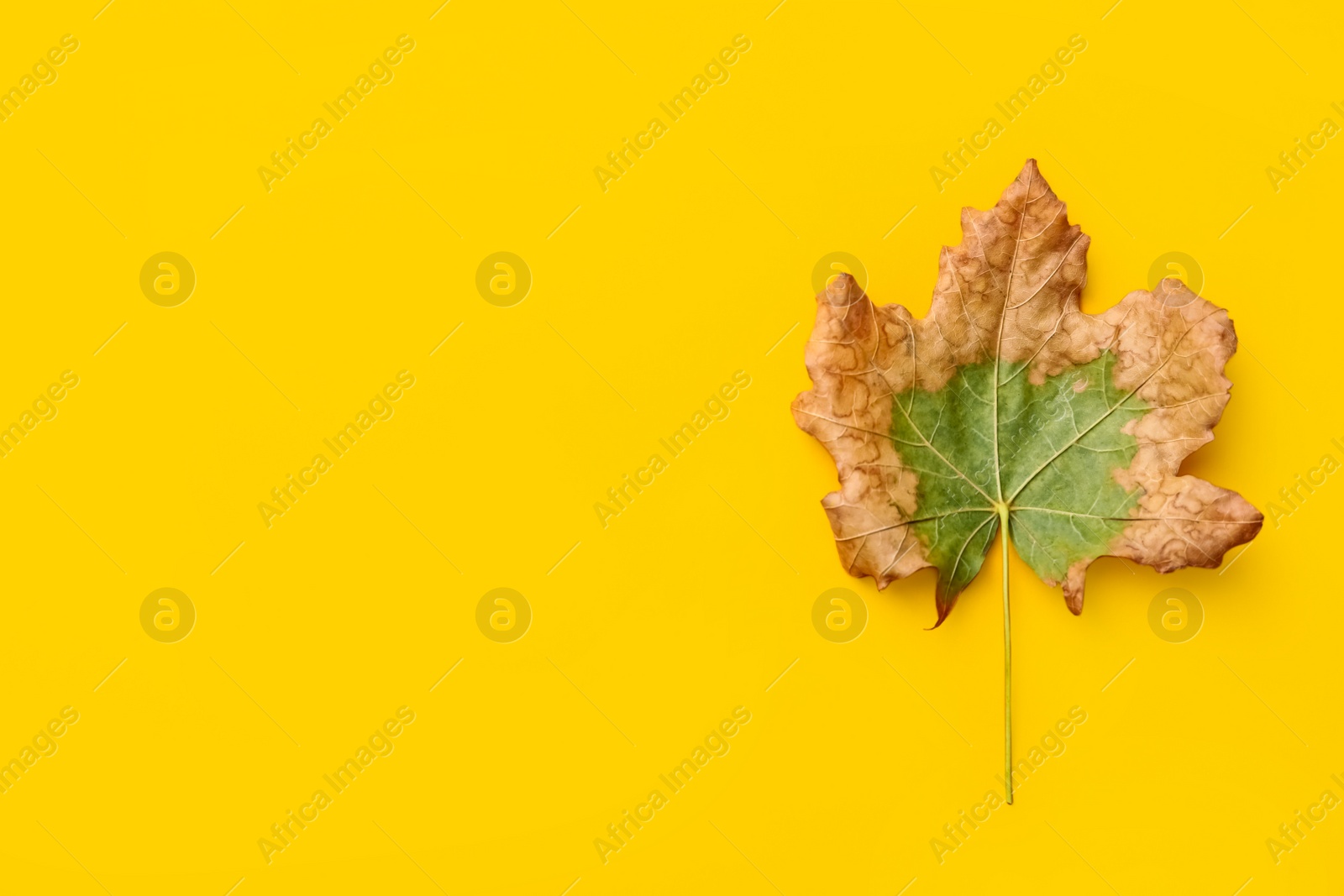 Photo of Dry autumn leaf on yellow background, top view. Space for text