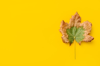 Dry autumn leaf on yellow background, top view. Space for text