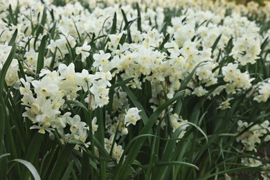 Photo of Many beautiful narcissus flowers growing outdoors, closeup view. Spring season