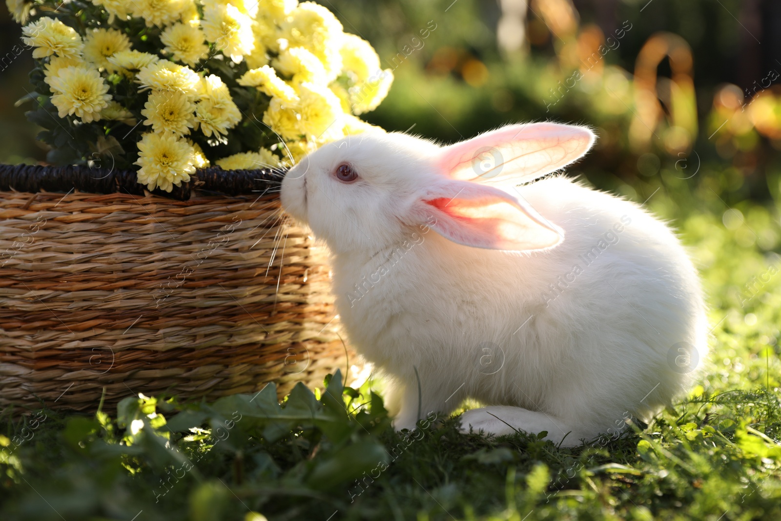 Photo of Cute white rabbit near wicker basket with flowers on grass outdoors