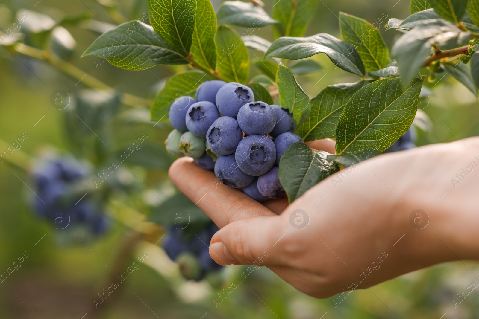 Photo of Woman picking up wild blueberries outdoors, closeup. Seasonal berries