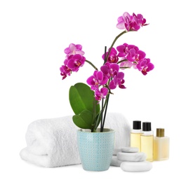 Photo of Composition with orchid in flowerpot and spa stones on white background