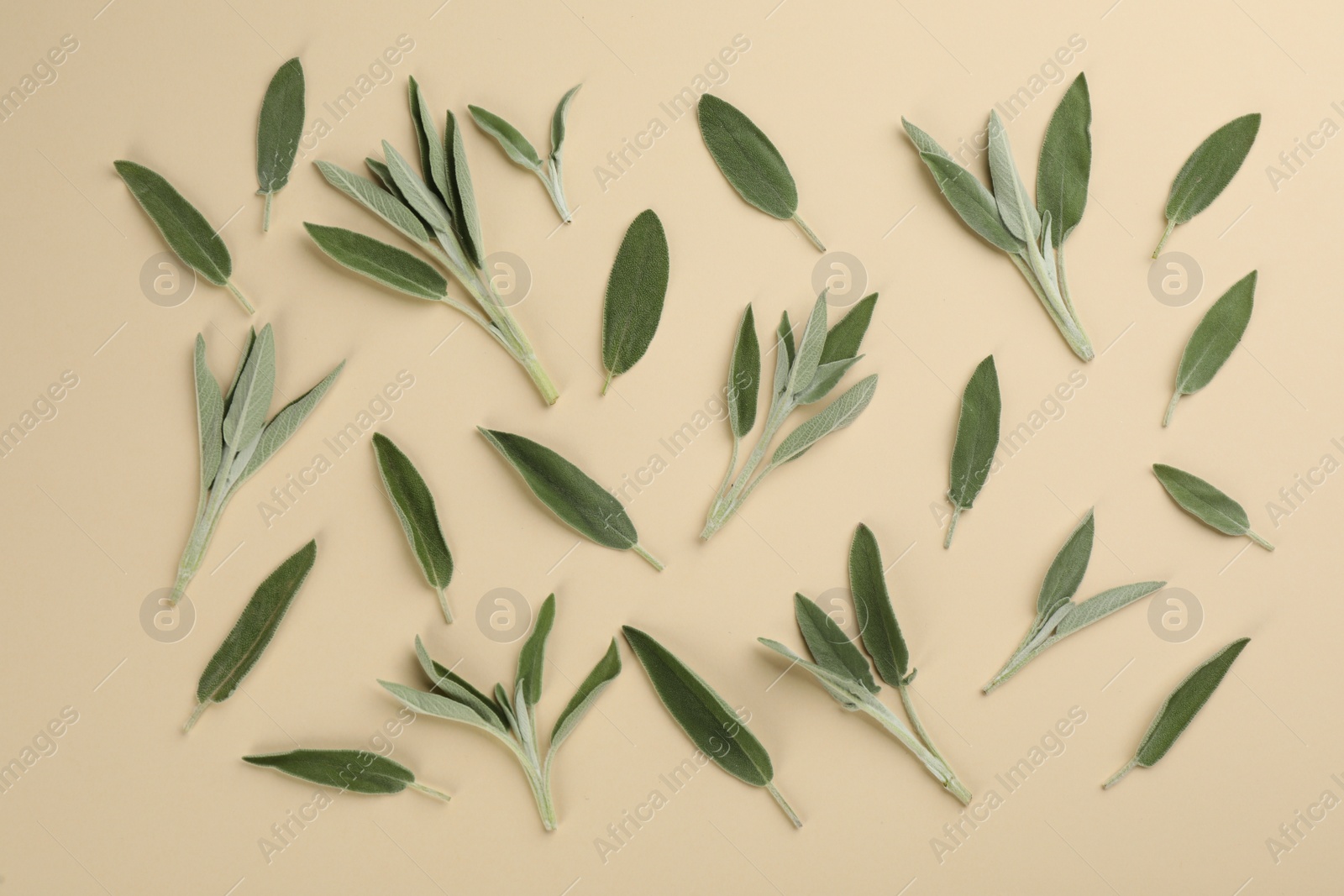 Photo of Fresh green sage leaves on beige background, flat lay