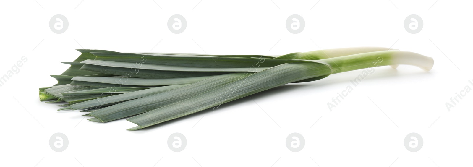 Photo of Fresh raw leek isolated on white. Ripe onion