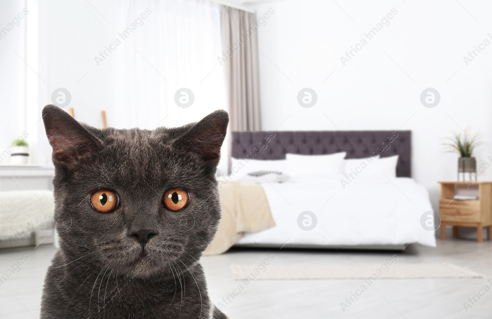 Image of Cute cat in room, space for text. Pet friendly hotel 