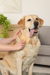 Photo of Woman brushing cute Labrador Retriever dog at home, closeup