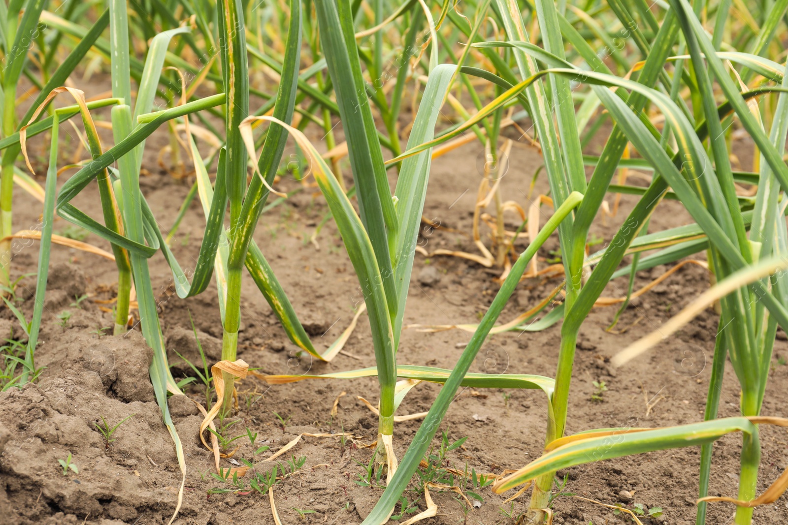 Photo of Green garlic sprouts growing in field