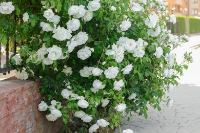 Photo of Beautiful blooming rose bush climbing on fence outdoors