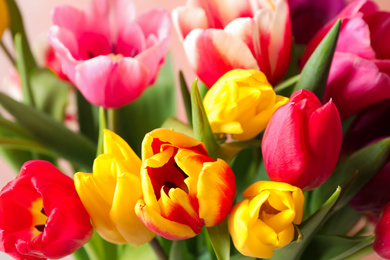 Beautiful spring tulips on light background, closeup