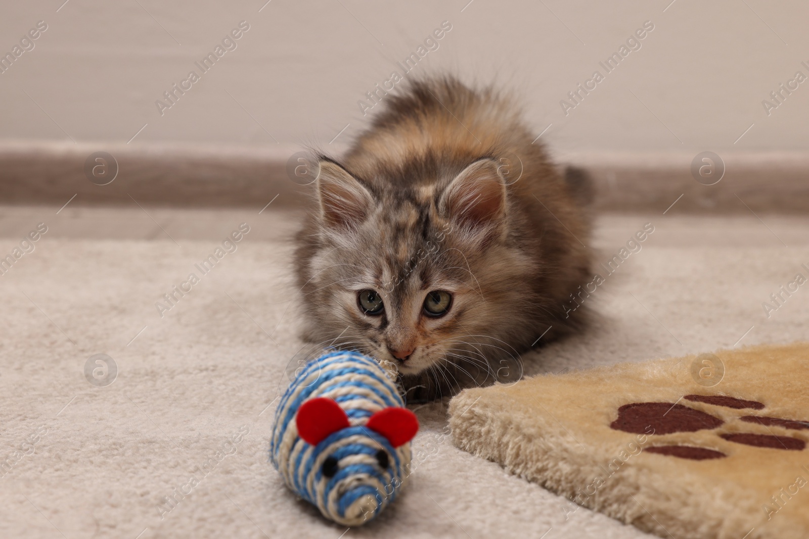 Photo of Cute fluffy kitten with toy mouse at home