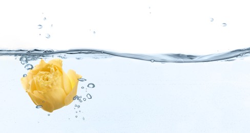 Image of Beautiful yellow Eustoma flower bud in water on white background