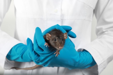 Photo of Scientist holding laboratory rat, closeup. Small rodent