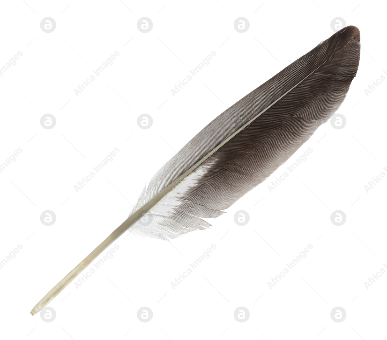 Photo of Beautiful grey bird feather isolated on white