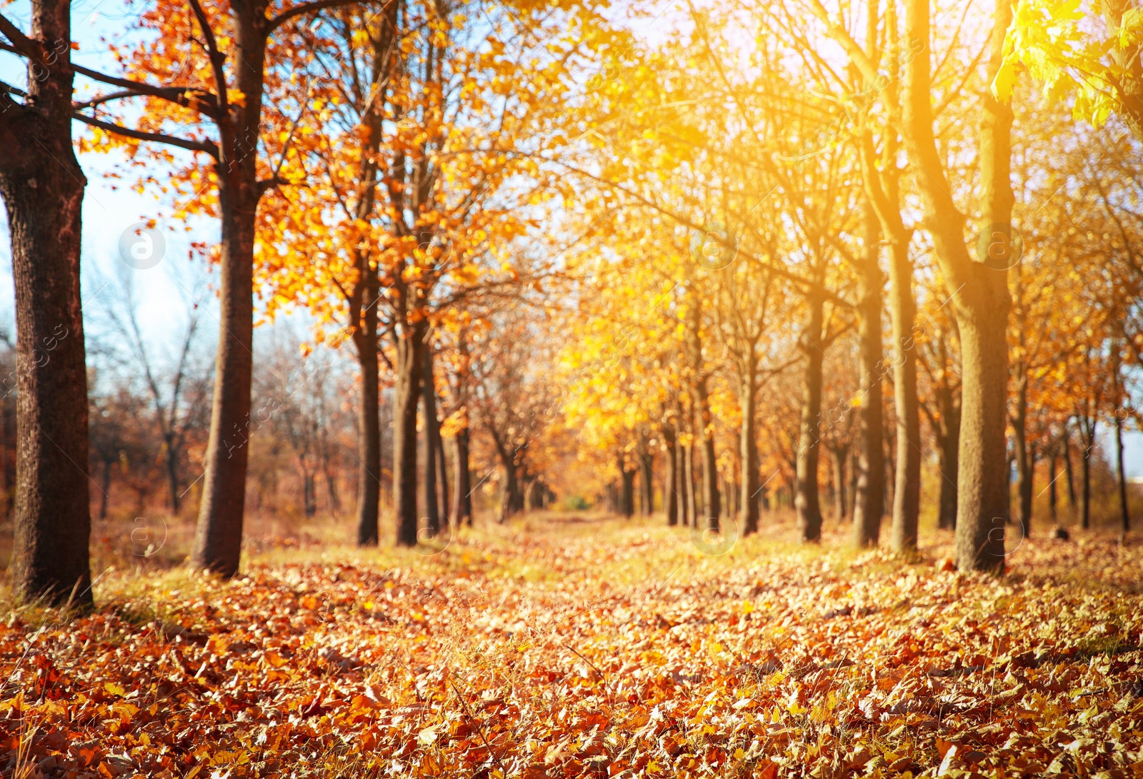 Photo of Beautiful autumn landscape with trees and dry leaves on ground