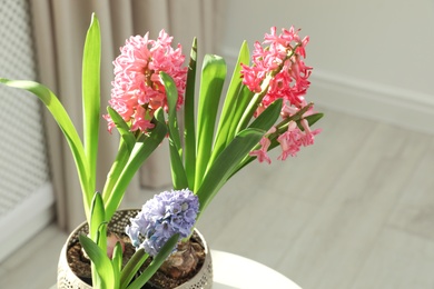 Photo of Blooming spring hyacinth flowers on table at home, space for text