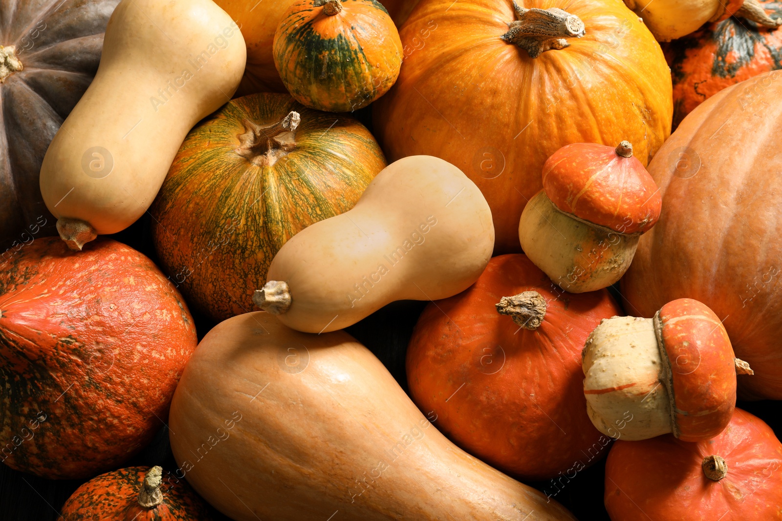 Photo of Many different pumpkins as background, closeup. Autumn holidays