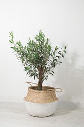 Photo of Olive tree in pot on floor in room. Interior element