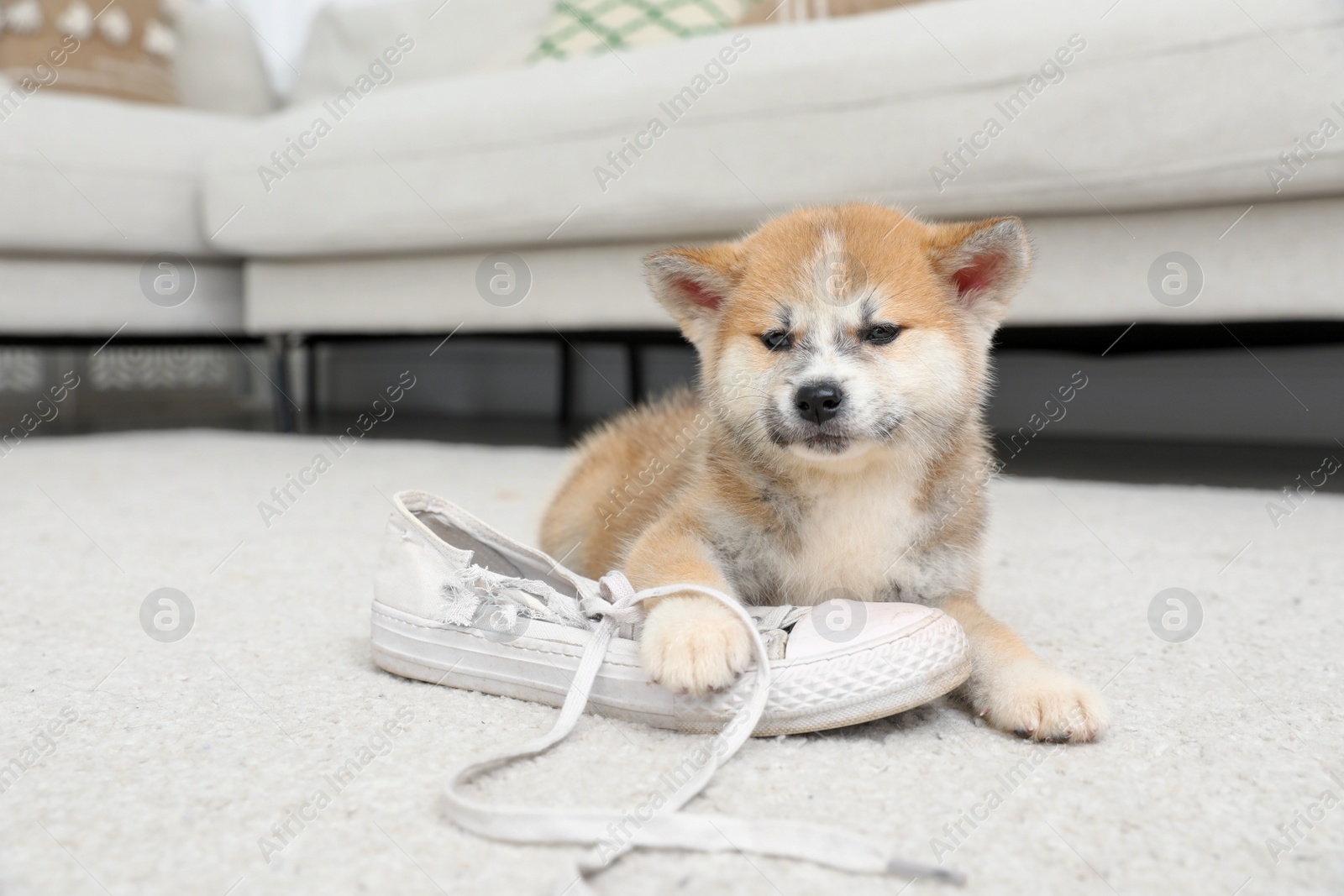 Photo of Cute akita inu puppy playing with shoe on carpet in living room