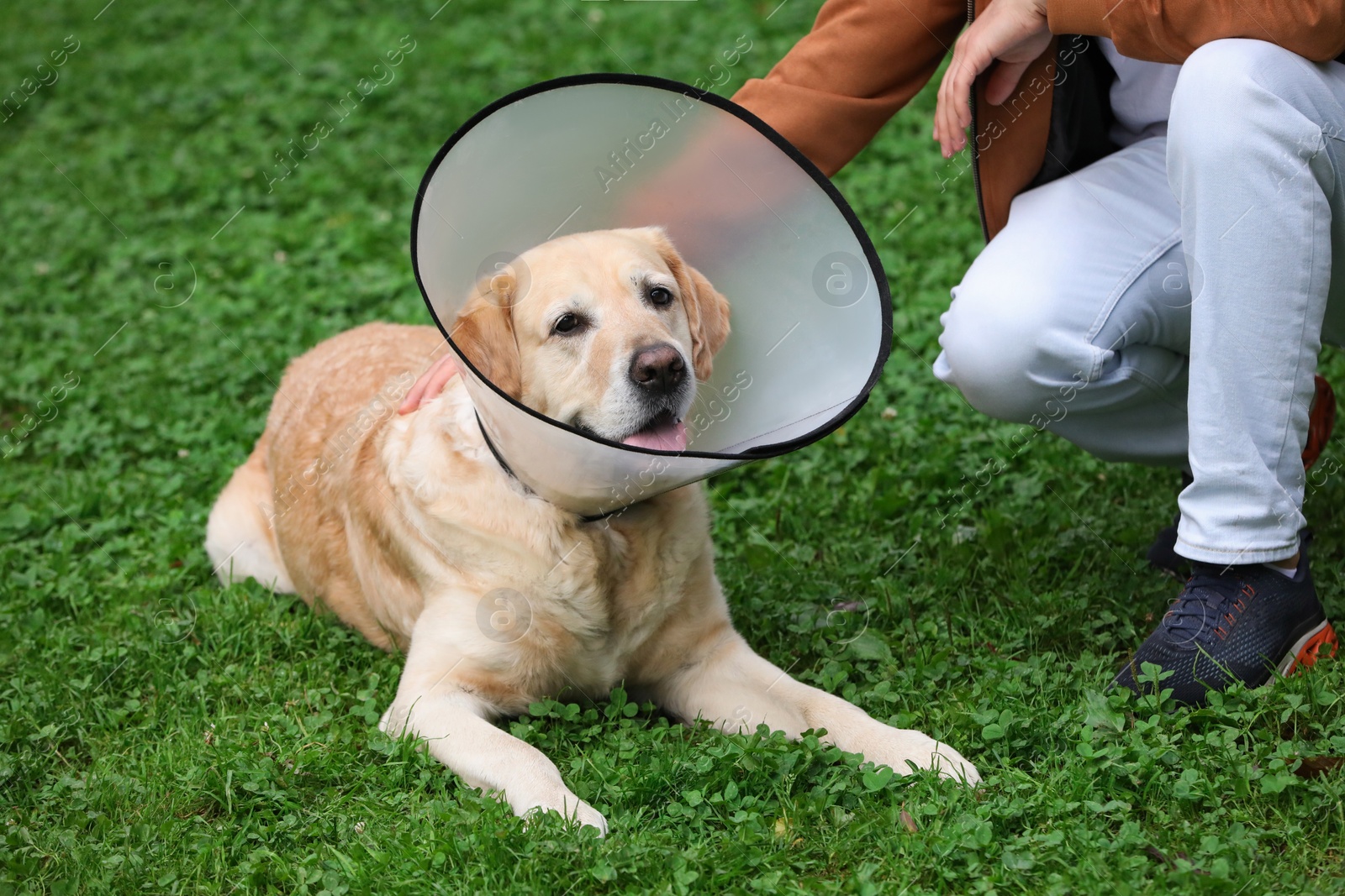 Photo of Man with adorable Labrador Retriever dog in Elizabethan collar on green grass outdoors, closeup