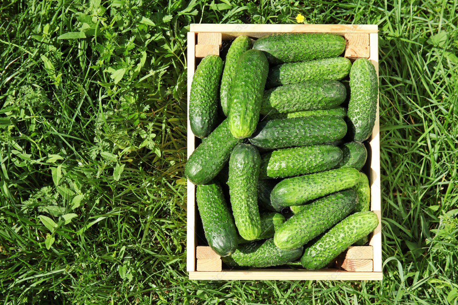 Photo of Wooden crate with ripe fresh cucumbers on green grass, top view