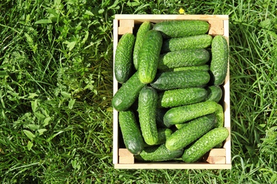 Photo of Wooden crate with ripe fresh cucumbers on green grass, top view