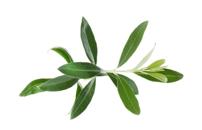 Photo of Twig with fresh green olive leaves on white background